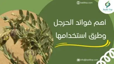 فوائد عشبة الحرجل للقولون