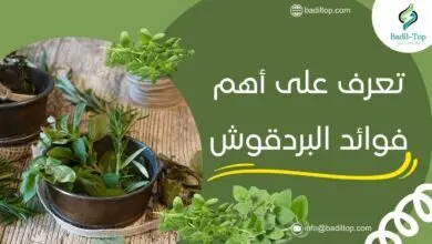 أهم فوائد البردقوش الصحية: أكثر من 10 فوائد مهمة ما هي فوائد البردقوش للصحة العامة