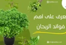 ما هي فوائد الريحان