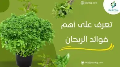 ما هي فوائد الريحان