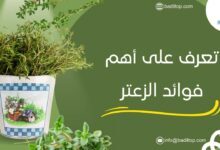 ما هي فوائد الزعتر البري للسعال