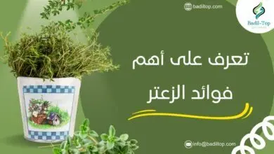 اكتشف فوائد الزعتر: أكثر من 10 فوائد سوف تدهشك ما هي فوائد الزعتر البري للسعال