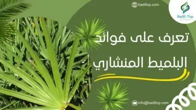 تعرف على أفضل فوائد البلميط المنشاري فوائد البلميط المنشاري واستخداماته