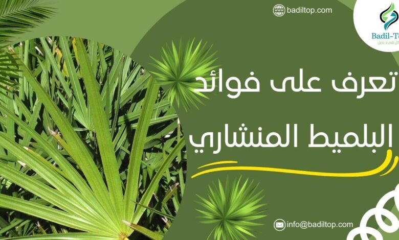 فوائد البلميط المنشاري واستخداماته