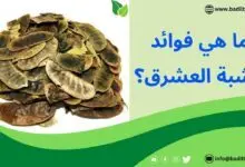 فوائد العشرق وكيفية استخدامه