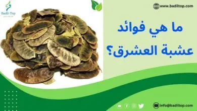 فوائد العشرق وكيفية استخدامه