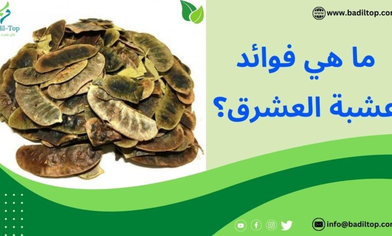 فوائد العشرق وكيفية استخدامه