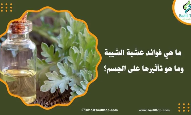 فوائد عشبة الشيبة